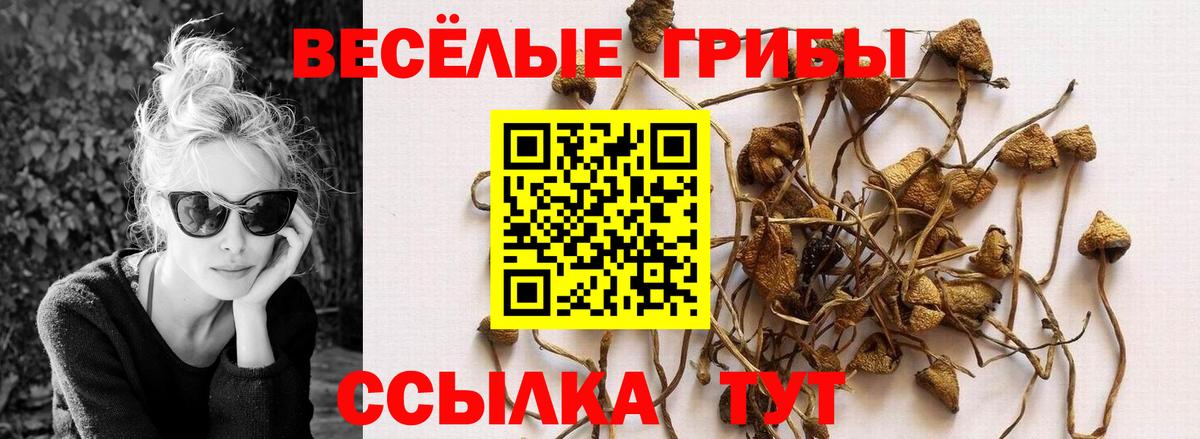 Галлюциногенные грибы Psilocybe  Вход с VPN  Майкоп 